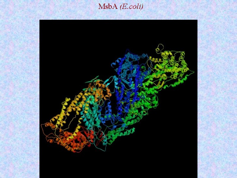 MsbA (E.coli)